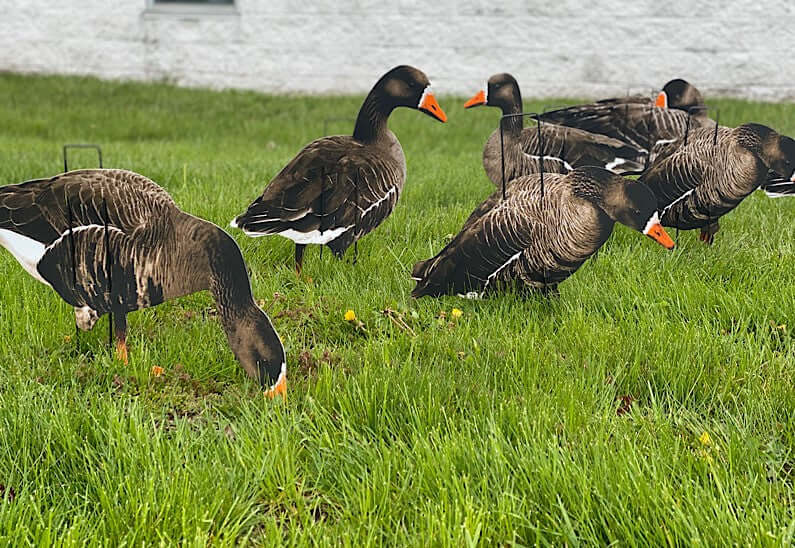 Real Geese Econo Specklebelly Silhouette Decoys | 12-Pack